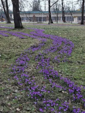 Bulwary nad Sołą w Oświęcimiu – krokusowe dywany zapraszają na spacer
