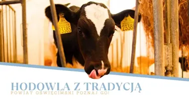 Karp osiecki i prawie 9 milionów litrów mleka. Tak działa OHZ Osiek